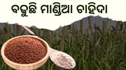 ରୋଜଗାର ଯୋଗାଉଛି ମାଣ୍ଡିଆ, ବଢୁଛି ଆୟ    ରୋଜଗାର ଯୋଗାଉଛି ମାଣ୍ଡିଆ, ବଢୁଛି ଆୟ