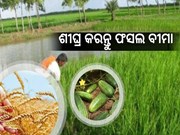 ଖରିଫ ଚାଷୀ ସାବଧାନ  ! 31 ଜୁଲାଇସୁଦ୍ଧା କରନ୍ତୁ ଫସଲ ବୀମା