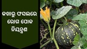 କଖାରୁ ଚାଷରେ ରେଡ ପମ୍ପକିନ୍ ବିଟଲ ରୋଗ ପରିଚାଳନା କଖାରୁ ଚାଷରେ ରେଡ ପମ୍ପକିନ୍ ବିଟଲ ରୋଗ ପରିଚାଳନା