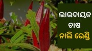 ନାଲି ଭେଣ୍ଡି ଚାଷ ଦେଵ ନୂତନ ପରିଚୟ  ନାଲି ଭେଣ୍ଡି ଚାଷ ଦେଵ ନୂତନ ପରିଚୟ