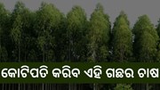 Eucalyptus Farming: ଚାଷକୁ ଦେବ ନୂଆ ପରିଚୟ Eucalyptus Farming: ଚାଷକୁ ଦେବ ନୂଆ ପରିଚୟ