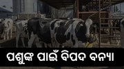 ଜାଣନ୍ତୁ ବନ୍ୟାରେ କିପରି ନେବେ ପଶୁଙ୍କ ଯତ୍ନ  ଜାଣନ୍ତୁ ବନ୍ୟାରେ କିପରି ନେବେ ପଶୁଙ୍କ ଯତ୍ନ