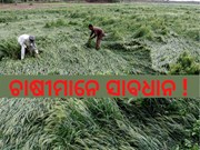 ପ୍ରବଳ ବର୍ଷା ଆଶଙ୍କା, ଆଗାମୀ 5 ଦିନ ଚାଷୀଙ୍କୁ ହାଇ ଆଲର୍ଟ