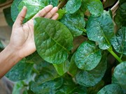 ରକ୍ତଚାପ ନିୟନ୍ତ୍ରଣ କରେ ପୋଇ 