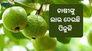 ପିଜୁଳି ଚାଷ ପାଇଁ କ୍ଷତିକାରକ ଝାଉଁଳା ରୋଗ ପିଜୁଳି ଚାଷ ପାଇଁ କ୍ଷତିକାରକ ଝାଉଁଳା ରୋଗ