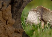 Startup: କୃଷି ବର୍ଯ୍ୟବସ୍ତୁରୁ ପ୍ରସ୍ତୁତ ହେଉଛି ହାଲୁକା ଗଣେଶ ମୂର୍ତ୍ତି, ଜାଣନ୍ତୁ କେମିତି ?