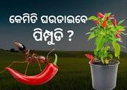 ଆପଣଙ୍କ ବଗିଚାର ଲଙ୍କା ଗଛରେ ଲାଗୁଛନ୍ତି କି ଲାଲ ପିମ୍ପୁଡି ?