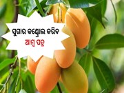 କିଡନୀ ଷ୍ଟୋନ-ସୁଗାର କଣ୍ଟ୍ରୋଲ କରିବ ଆମ୍ବ ପତ୍ର 