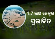 ବନ୍ୟା ଉଜାଡିଲା ଫସଲ, ବର୍ଷା ସାଜିବ ବରଦାନ !