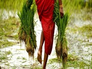 ଚାଷୀମାନେ ଧ୍ୟାନ ଦିଅନ୍ତୁ ! ଏହି ସମୟ ଆପଣଙ୍କ ପାଇଁ ଗୁରୁତ୍ବପୂର୍ଣ୍ଣ 