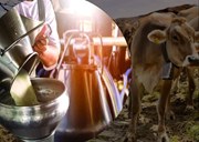 Dairy Sector: ବିଶ୍ବରେ ଅଗ୍ରଣୀ ଭାରତ, ବାର୍ଷିକ 9.5 ଲକ୍ଷ କୋଟି ଟଙ୍କା ମୂଲ୍ୟର ହେଉଛି ଦୁଗ୍ଧ ଉତ୍ପାଦନ