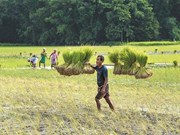  Kharif rice production: ଏଥର 6% କମିବ ଖରିଫ ଧାନ ଉତ୍ପାଦନ 