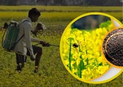 ରବି ଫସଲ ବୁଣିବା ପୂର୍ବରୁ ଏହି ବିଷୟକୁ ଧ୍ୟାନରେ ରଖନ୍ତୁ