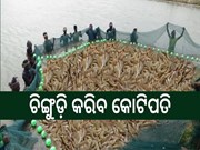 ଚିଙ୍ଗୁଡ଼ି କରିବ କୋଟିପତି 