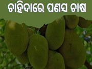  jackfruit farming:ସବୁ ମାଟି ପାଇଁ ଚାଷ ଉପଯୋଗୀ ପଣସ...