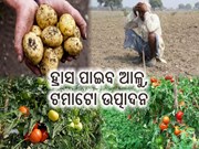 ୨୦୨୧ -୨୨ରେ ହ୍ରାସ ପାଇବ କି ଆଳୁ,ଟମାଟୋ ଉତ୍ପାଦନ ? 