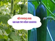 ଏହି ବିଜନେସ କଲେ ସରକାର ବି କରିବେ ସାହାଯ୍ୟ...