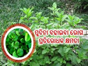 ଏହି ଫସଲରୁ ହୋଇପାରିବେ ଲାଭବାନ 