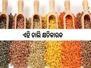 କେବେ ବି ଖାଆନ୍ତୁ ନାହିଁ ଏହି ଡାଲି, ପହଞ୍ଚାଇପାରେ କ୍ଷତି