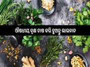 ଔଷଧୀୟ ବୃକ୍ଷ ଚାଷ କରି ହୁଅନ୍ତୁ ଲାଭବାନ...