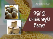 ଜୈବିକ ଓ ସନ୍ତୁଳିତ ଆହାର ମାଣ୍ଡିଆ