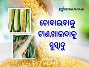 ମଧୁର ମକାର ଚାହିଦା ଓ କିସମ