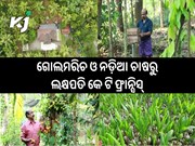 ଶିକ୍ଷକତା ପରେ ଚାଷ କରି ପାଉଛନ୍ତି ଲକ୍ଷ ଲକ୍ଷ ଟଙ୍କା
