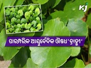 ଶରୀର ପାଇଁ ଉପକାରୀ ‘ବ୍ରାହ୍ମୀ ପତ୍ର’