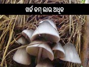 ଶୀତ ଦିନିଆ ପାଳ ଛତୁ ଚାଷ, ଖର୍ଚ୍ଚ କମ୍ ଲାଭ ଅଧିକ