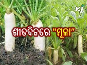 ମୂଳାର ଓୌଷଧୀୟ ଗୁଣ