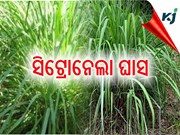 କଣ ଏହି ସିଟ୍ରୋନେଲା ଘାସ ?