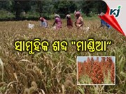 ମାଣ୍ଡିଆ ଚାଷ ପାଇଁ ପ୍ରୋତ୍ସାହନ ରାଶି ୨୬ ହଜାର ୫୦୦ ଟଙ୍କା