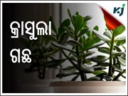 କ'ଣ ଏହି ଚତ୍ମକାରୀ କ୍ରାସୁଲା ଗଛ ? ଆସନ୍ତୁ ଜାଣିବା ......