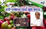 ଖୁସି ଖବର ! କଫି ଚାଷୀଙ୍କ ପାଇଁ ସରକାର ଆଣିଲେ ବଡ଼ ଯୋଜନା 