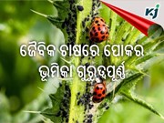 Organic Farming:ଜୈବିକ ଚାଷରେ ପୋକର ଆକ୍ରମଣ ହୋଇଥାଏ ଲାଭଦାୟକ!