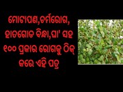 ଗୋଟିଏ ପତ୍ର,ଦୂର କରେ ୧୦୦ ପ୍ରକାର ରୋଗ...