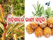 ଓଡ଼ିଶାରେ ଆସାମ ରାଣୀ ସପୁରି ଚାଷ
