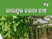 କରନ୍ତୁ ଏହି ପରିବା ଚାଷ,ସ୍ୱଳ୍ପ ମୂଲ୍ୟରେ ଭଲ ଲାଭ ପାଇବେ......