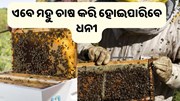 ମହୁମାଛି ଚାଷ କରି ହୋଇପାରିବେ କୋଟିପତି, ଜାଣନ୍ତୁ ପ୍ରଣାଳୀ...