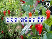 ଭାରତରେ ବଢୁଥିବା ଅନ୍ୟତମ ଲଙ୍କା ର ନା "ନାଲି ନାଗା ମିର୍ଚ"