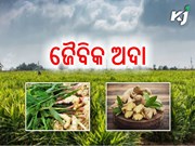 ଏବେ ଡିମାଣ୍ତରେ ଏହି ଜୈବିକ ଅଦା....