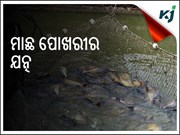 ୠତୁ ଅନୁଯାୟୀ କିପରି କରିବେ ମାଛ ପୋଖରୀର ଯତ୍ନ  ? ପଢନ୍ତୁ ପୁରା ଖବର ......