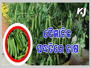 ମଟର ର ପ୍ରାରମ୍ଭିକ ଫସଲ ମାତ୍ର 50 ଦିନ ମଧ୍ୟରେ ପ୍ରସ୍ତୁତ, ଆପଣଙ୍କୁ ଦେବ ଲାଭ