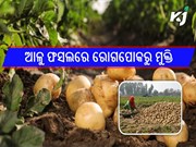 ଆଳୁ ଫସଲରେ ରୋଗ ପୋକ ରୁ ପାଆନ୍ତୁ ମୁକ୍ତି, ଜାଣନ୍ତୁ ଉପାୟ ......