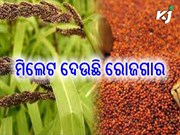 ମହିଳାଙ୍କୁ ରୋଜଗାର ଦେଉଛି ମିଲେଟ ଚାଷ