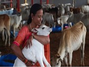 ଭାଲେଣ୍ଟାଇନ୍ସ ଡେରେ ପାଳନ ହେବ 'ଗୋ ଆଲିଙ୍ଗନ ଦିବସ' ! 