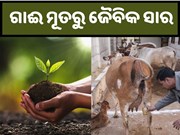 Say No to Chemical: ଗୋମୂତ୍ରରୁ ତିଆରି କରନ୍ତୁ ଜୈବିକ ସାର