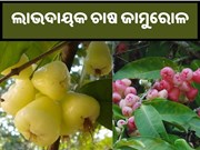 ଲାଭଦାୟକ ଚାଷ ଜାମୁରୋଳ...