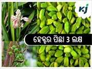 ଗୁଜୁରାତି ଚାଷରେ ପ୍ରଚୁର ଲାଭ 