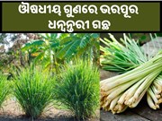 ଔଷଧୀୟ ଗୁଣରେ ଭରପୂର ଧନ୍ୱନ୍ତରୀ ଗଛ, ଚାଷ କରନ୍ତୁ, ରୋଜଗାର ବଢ଼ନ୍ତୁ....